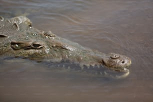 a large alligator swimming in a body of water