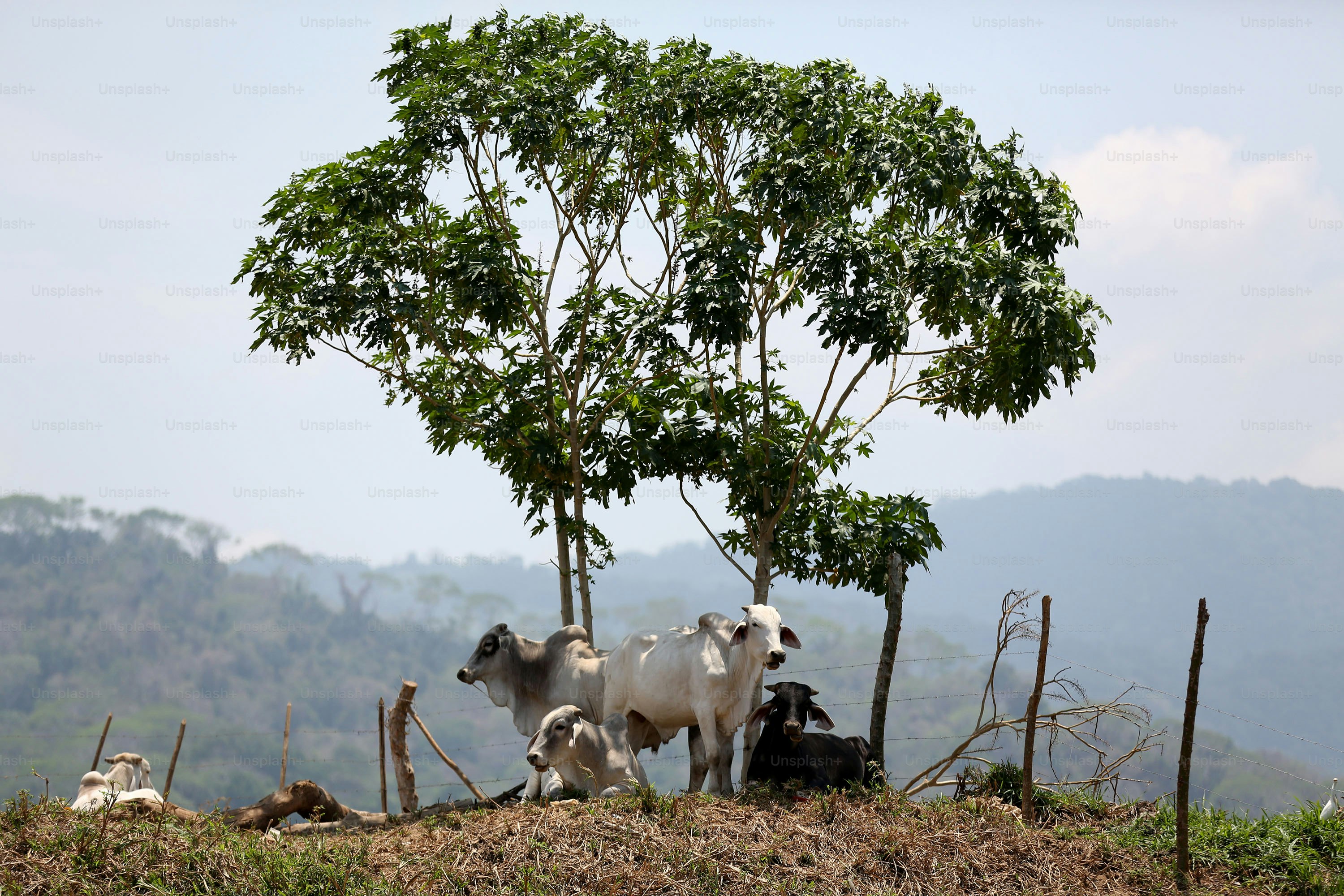 a herd of cattle standing on top of a lush green hillside