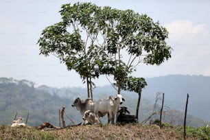 a herd of cattle standing on top of a lush green hillside