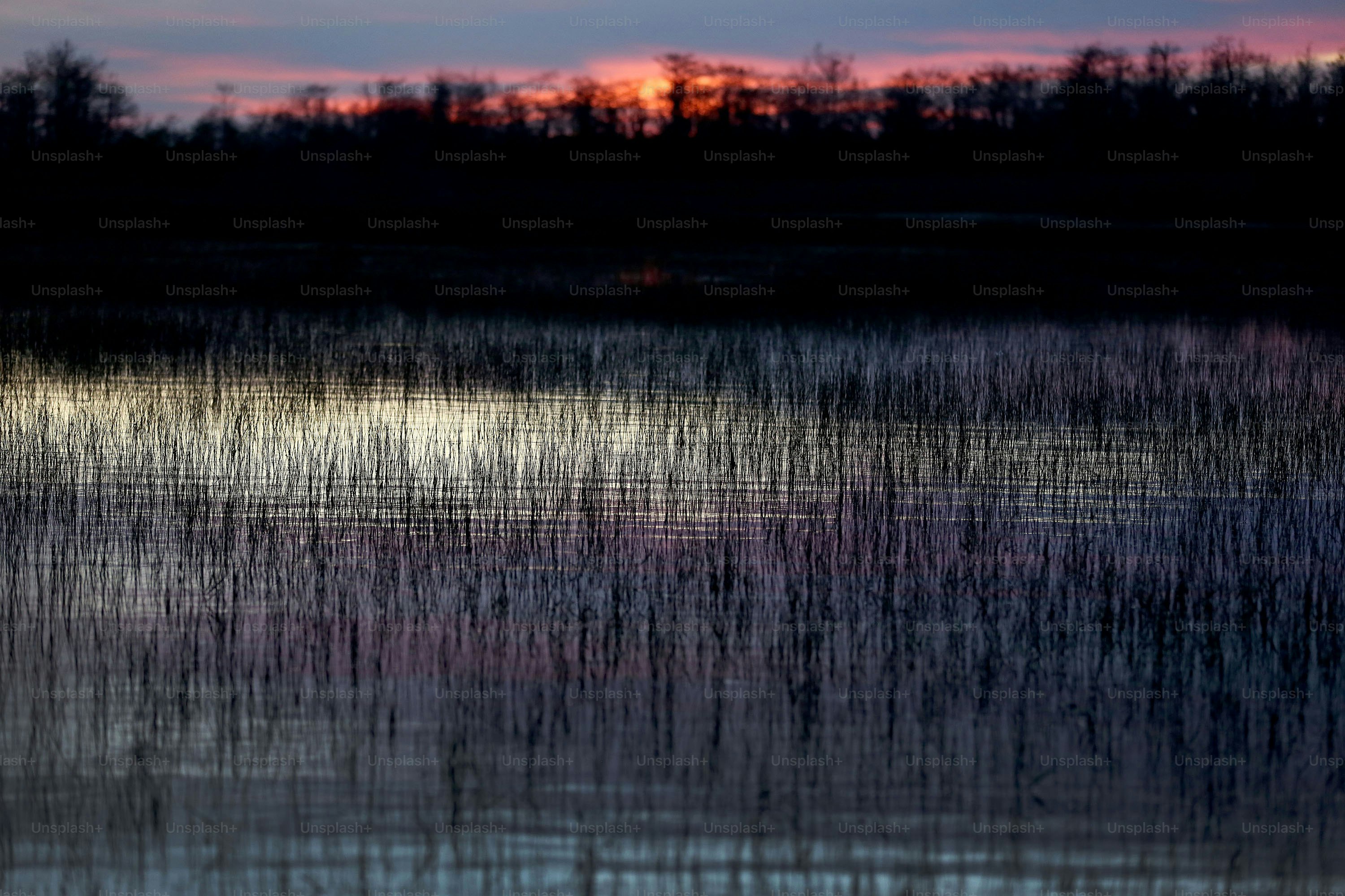 a body of water with trees in the background