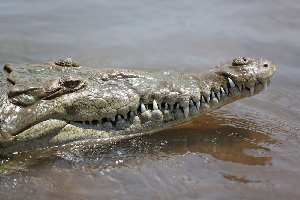 a large alligator is swimming in the water