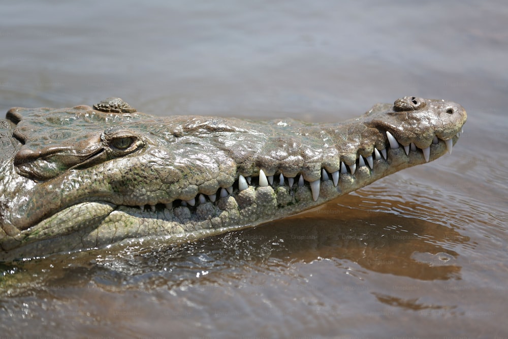 Un grande alligatore nuota nell'acqua