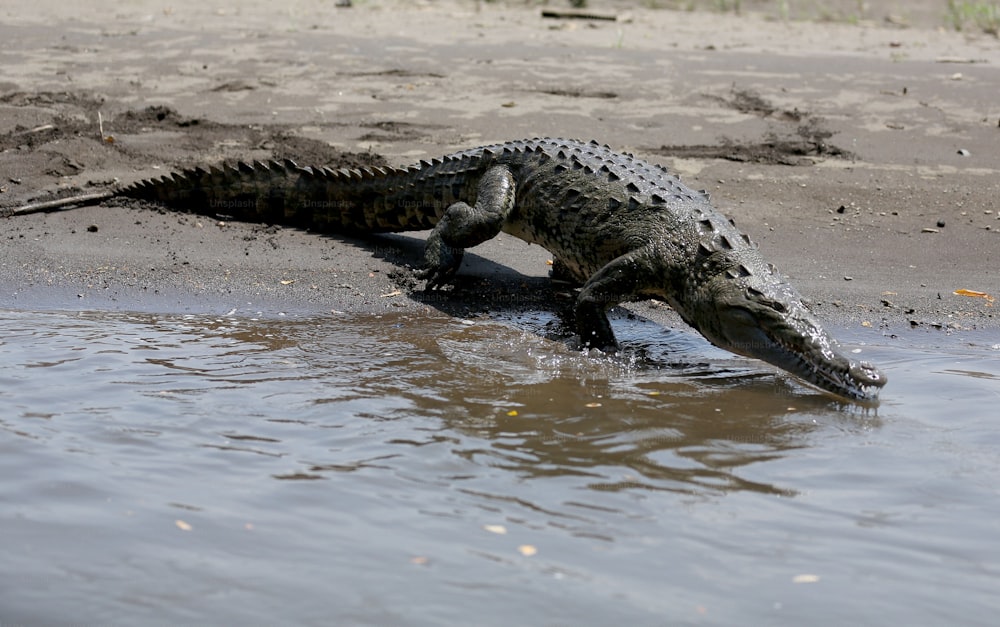 a large alligator is standing in the water