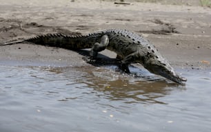 a large alligator is standing in the water