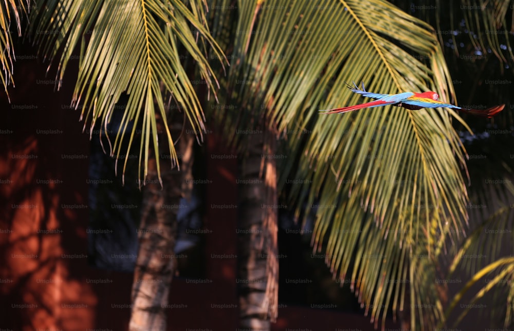 a colorful bird flying over a palm tree