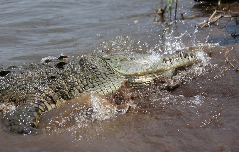 Un grand alligator nage dans l’eau