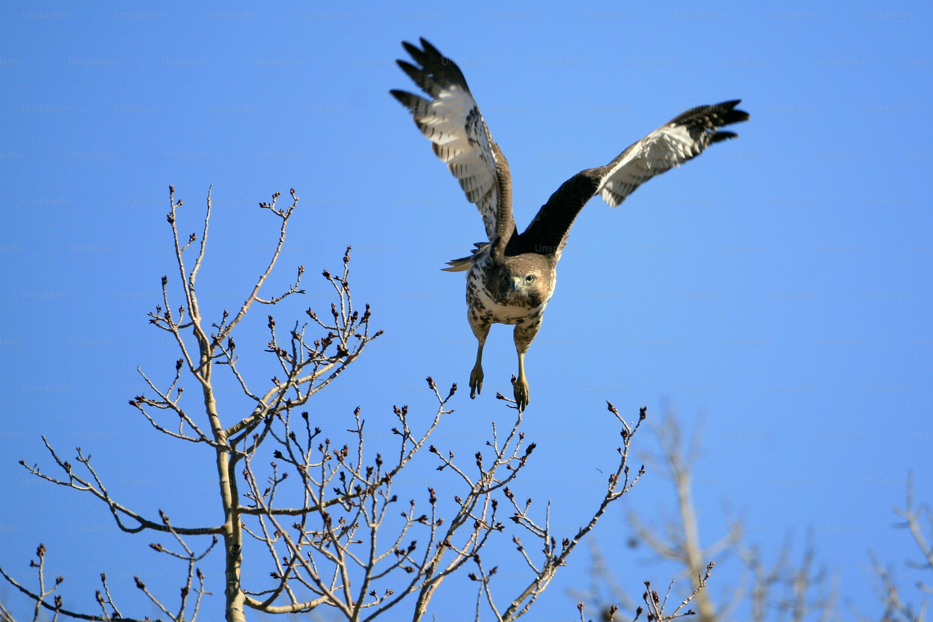 ein Vogel, der über einen Baum fliegt