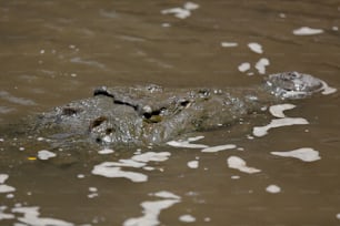 a large alligator swimming in a body of water