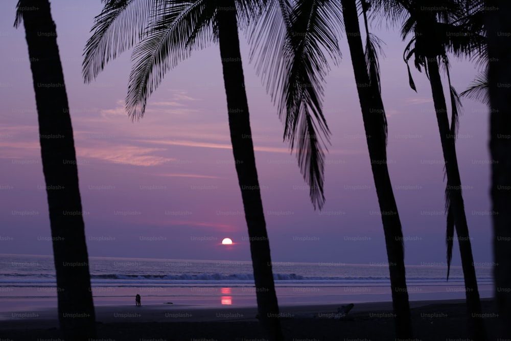 El sol se pone sobre la playa con palmeras