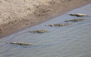 eine Gruppe von Alligatoren, die in einem Gewässer schwimmen