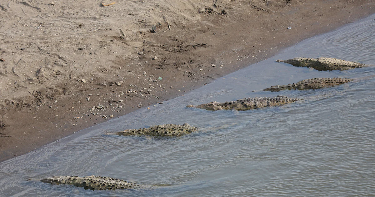 Costa Rica Aligators A group of alligators swimming in a body of water photo – Costa rica ...