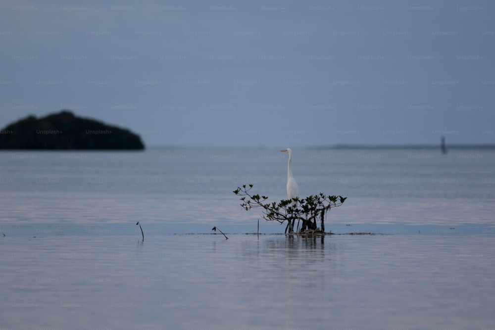 a white bird standing on top of a tree in the water