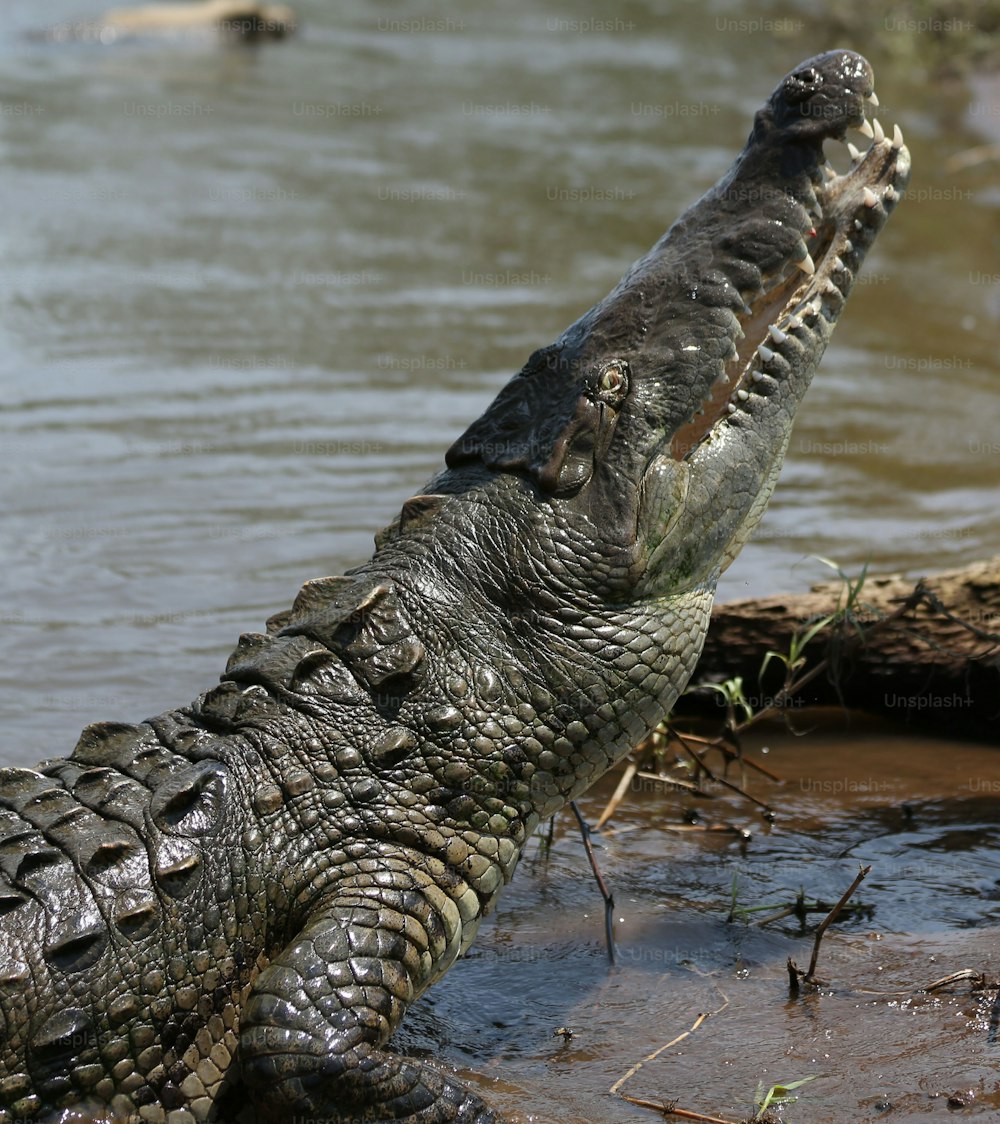 a large alligator standing in a body of water