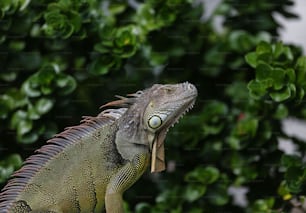 a close up of a lizard on a tree