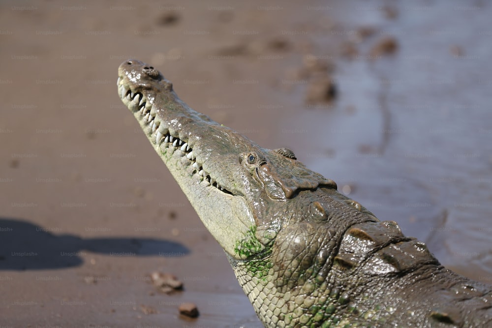 um close up da cabeça de um crocodilo na água