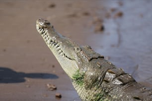 a close up of a crocodile's head in the water
