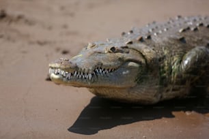 a large alligator laying on top of a sandy beach