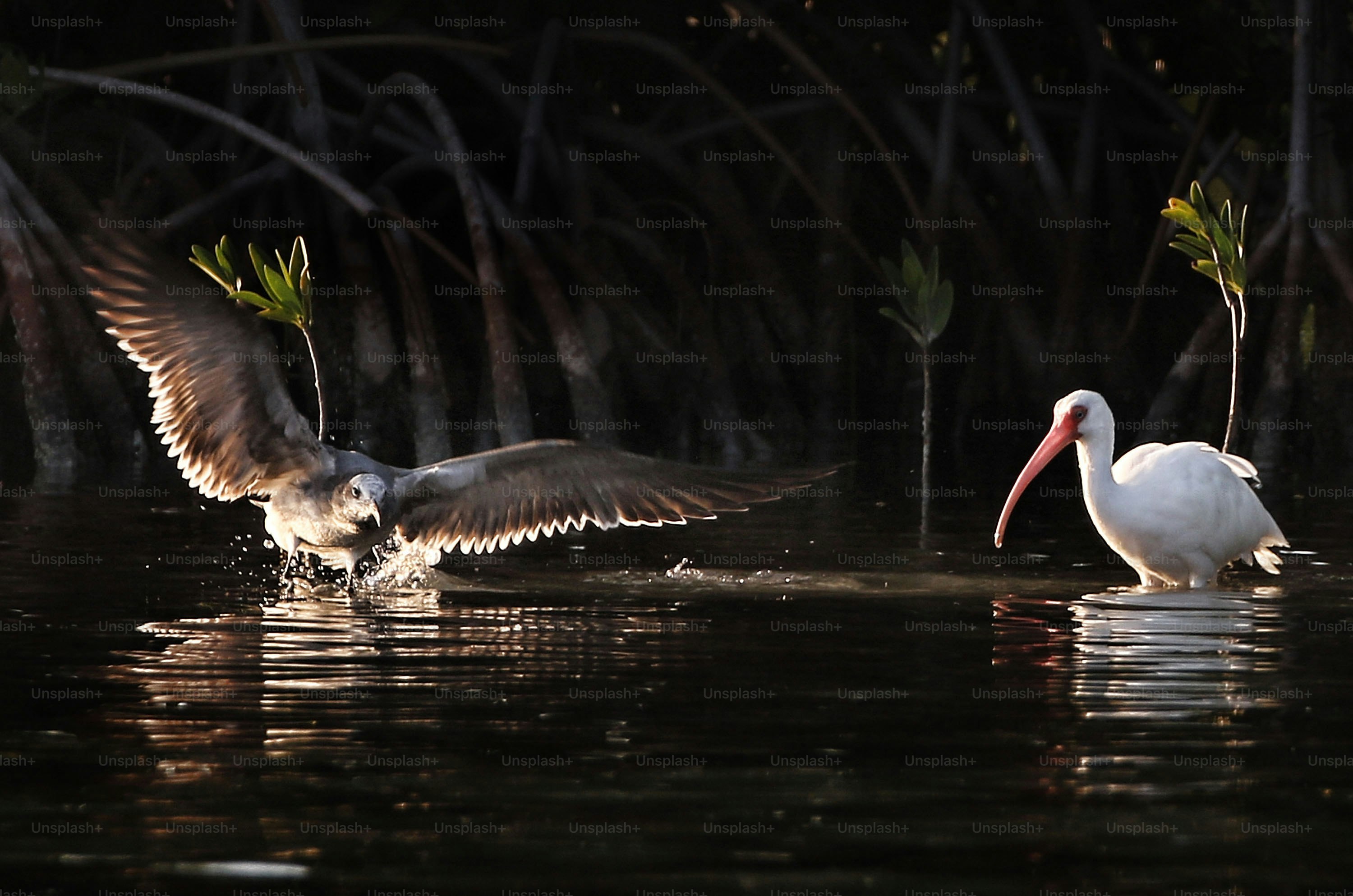 A couple of birds that are in the water photo – Animal Image on