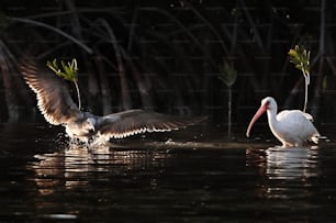 a couple of birds that are in the water