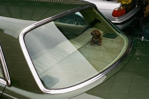 un cane seduto sul sedile posteriore di un'auto