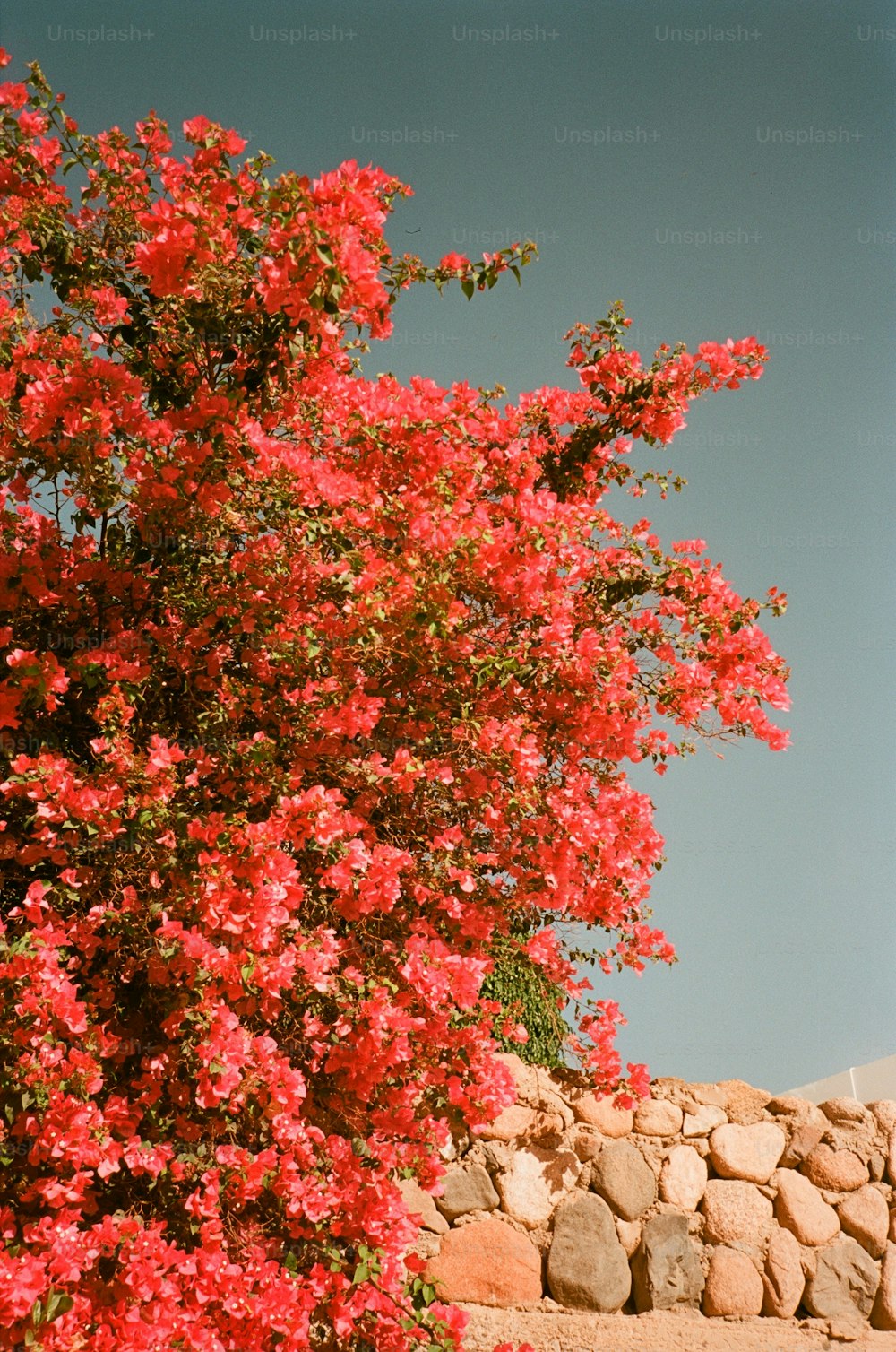 uma árvore com flores vermelhas perto de uma parede de pedra
