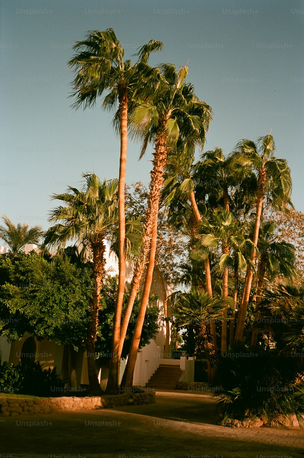 a group of palm trees in front of a house