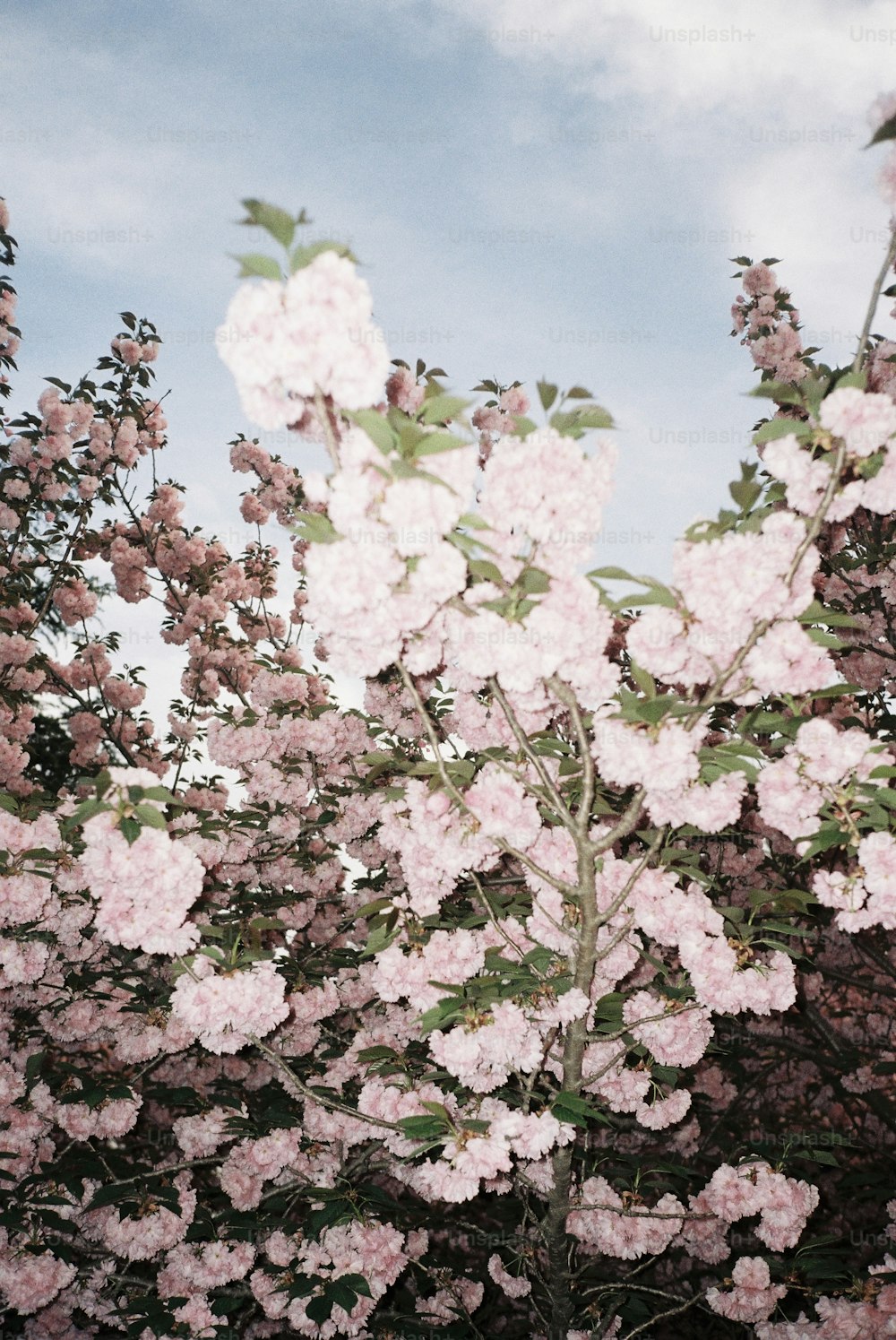 a bush of pink flowers with a blue sky in the background