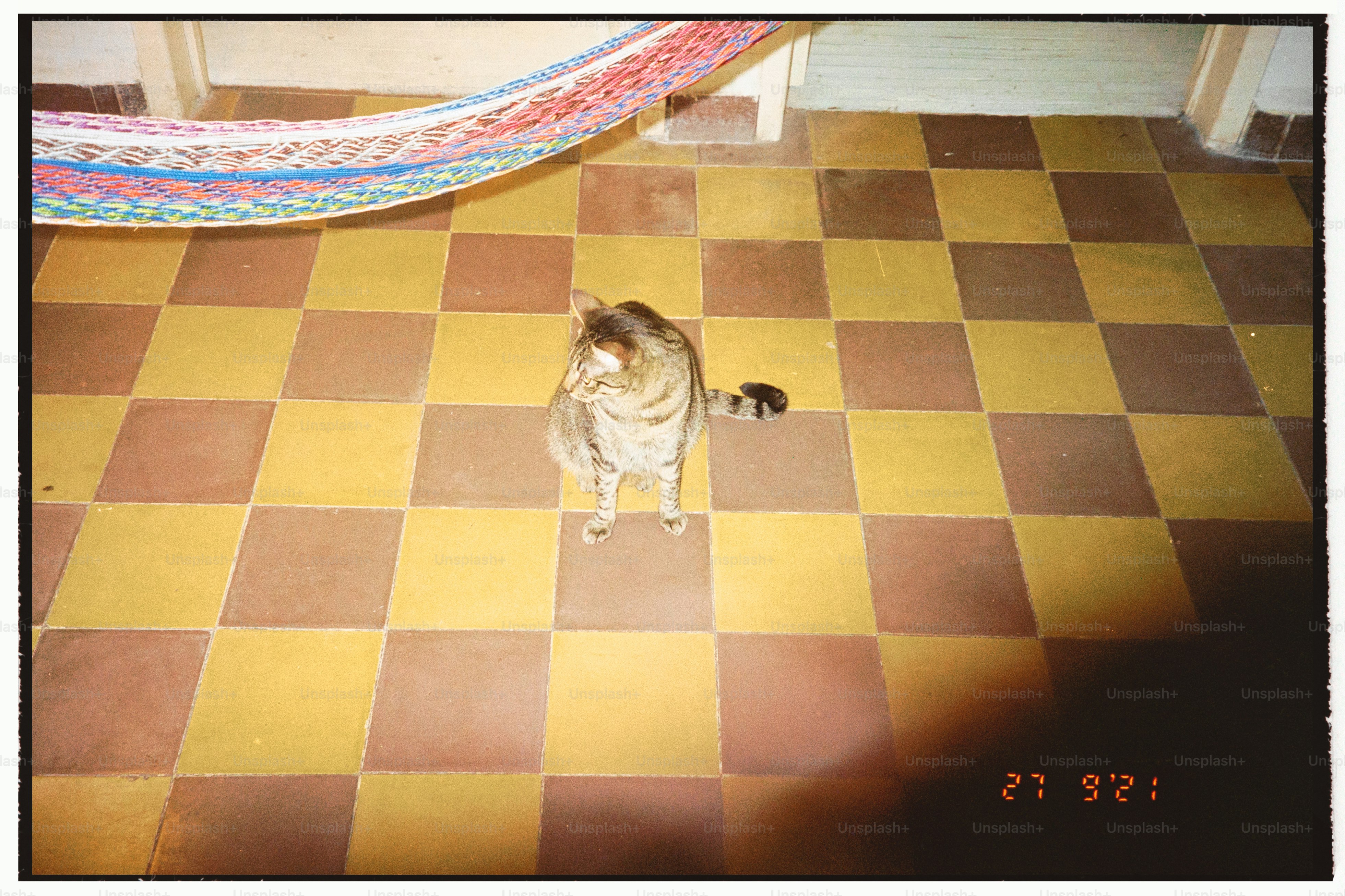 a cat standing on a tiled floor next to a rug