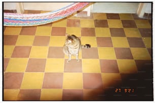 Un gato parado en un piso de baldosas junto a una alfombra