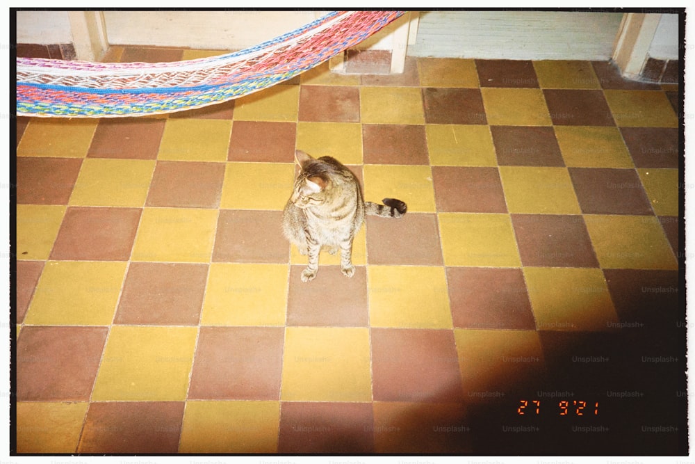 a cat standing on a tiled floor next to a rug