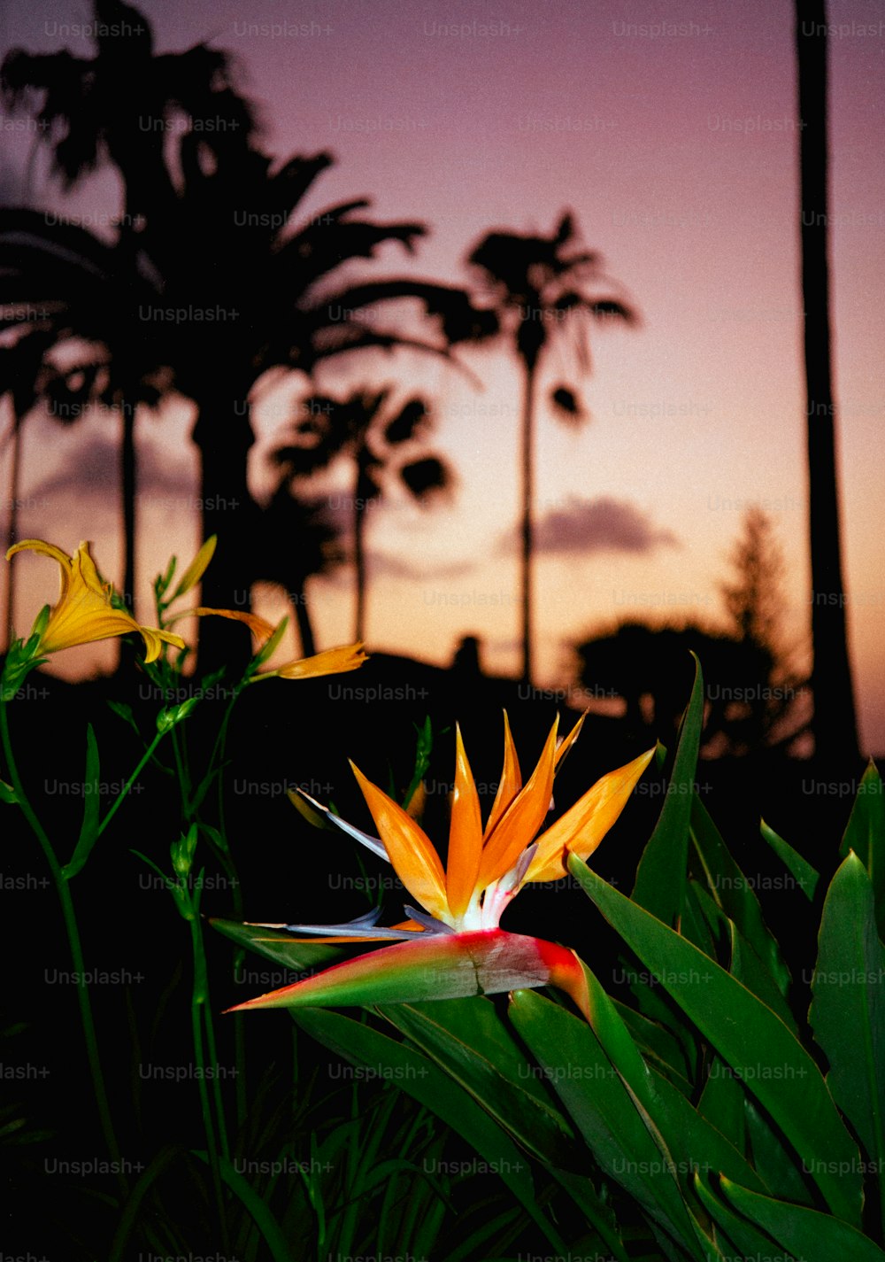 a bird of paradise flower in the foreground with palm trees in the background