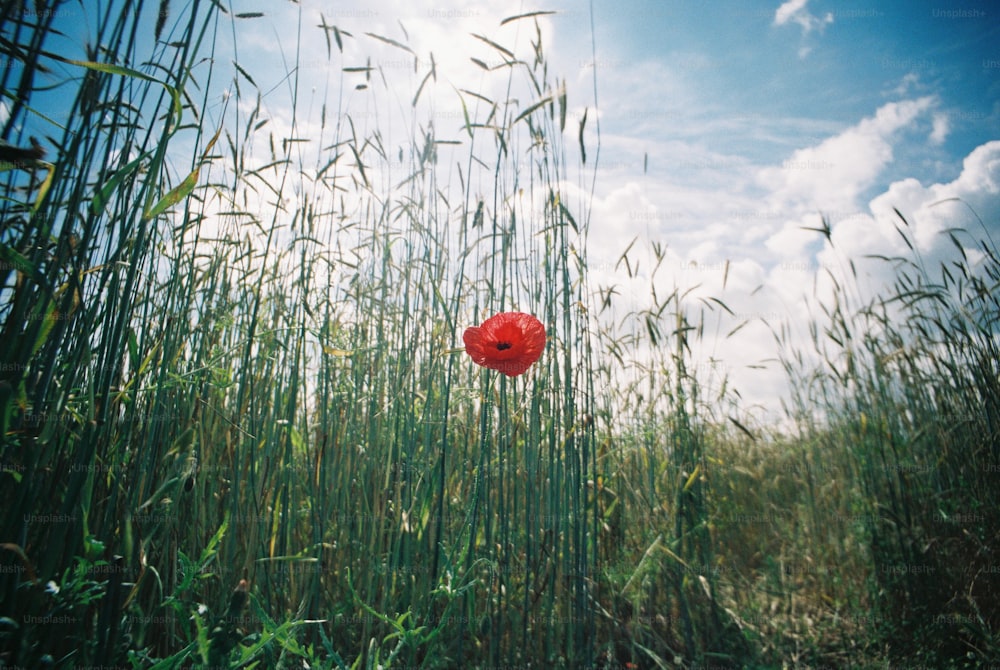 uma papoula vermelha em um campo de grama alta