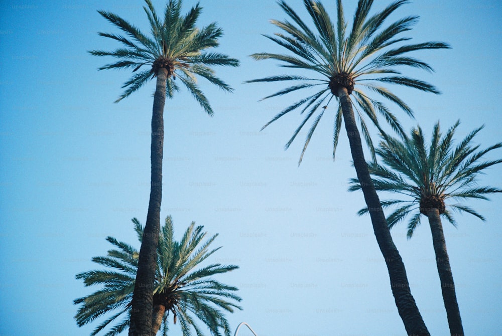 um par de palmeiras que estão um ao lado do outro