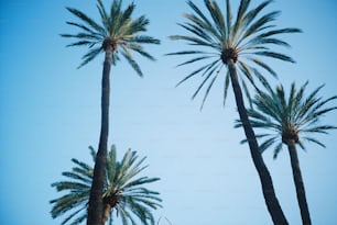 um par de palmeiras que estão um ao lado do outro