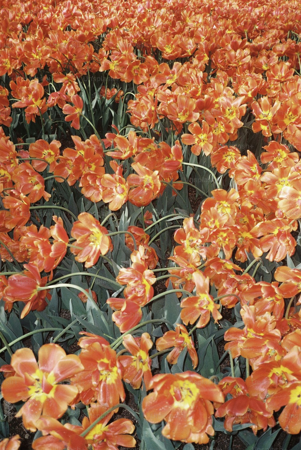 ein großes orangefarbenes Blütenfeld mit gelben Zentren