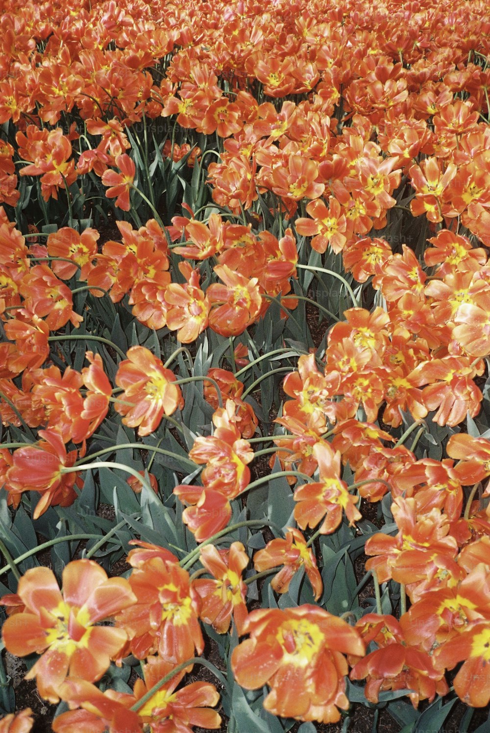 a large field of orange flowers with yellow centers