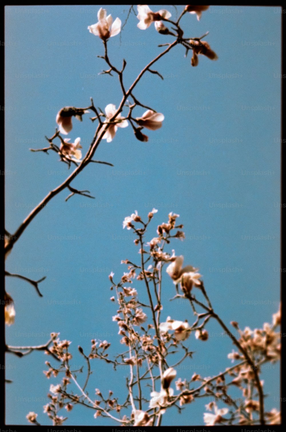 a tree branch with white flowers against a blue sky