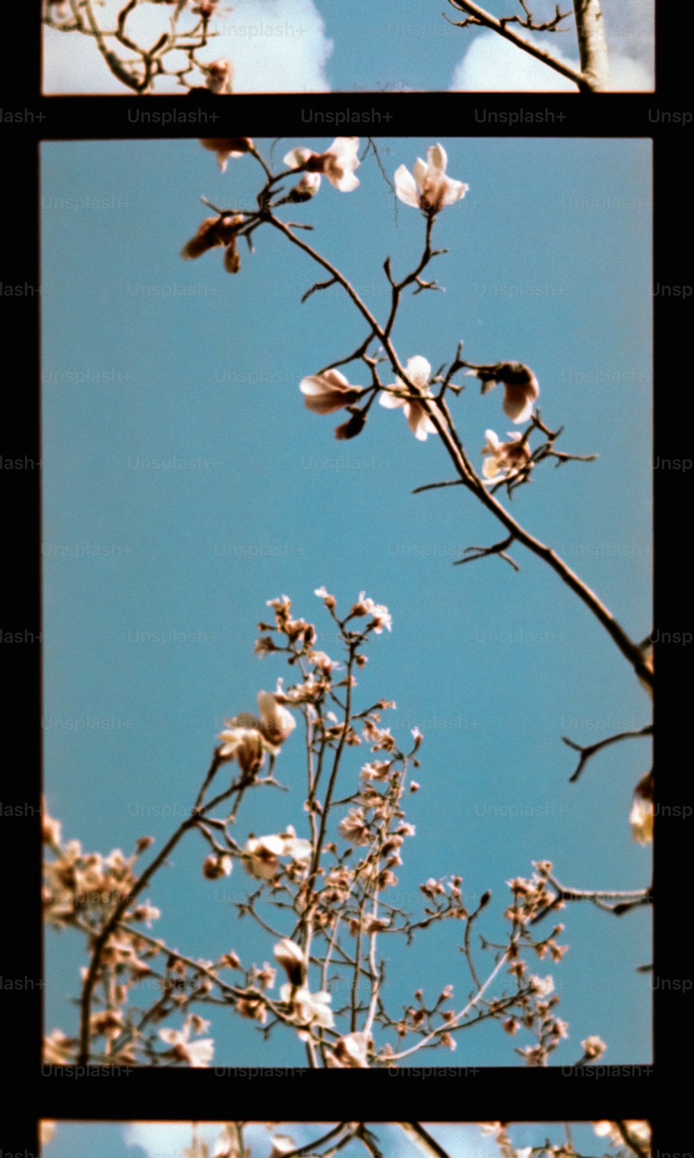 Tres imágenes de un árbol con flores blancas