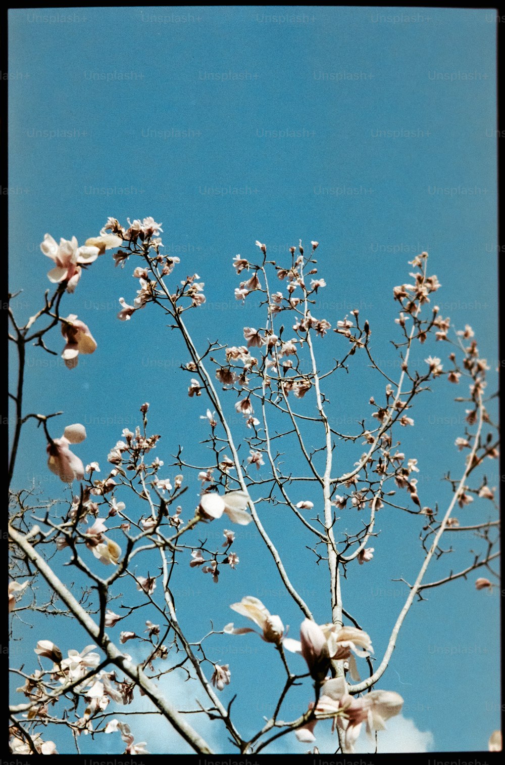 die Zweige eines Baumes mit weißen Blüten vor einem blauen Himmel