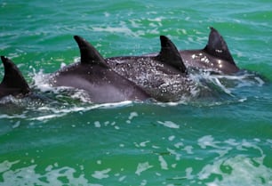 Un grupo de delfines nadando en el océano