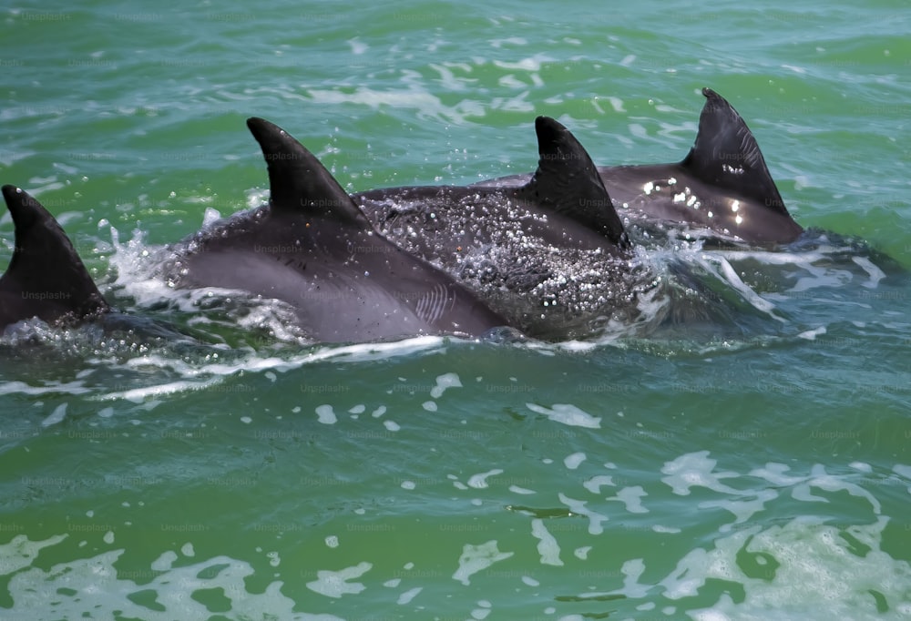 a group of dolphins swimming in the ocean