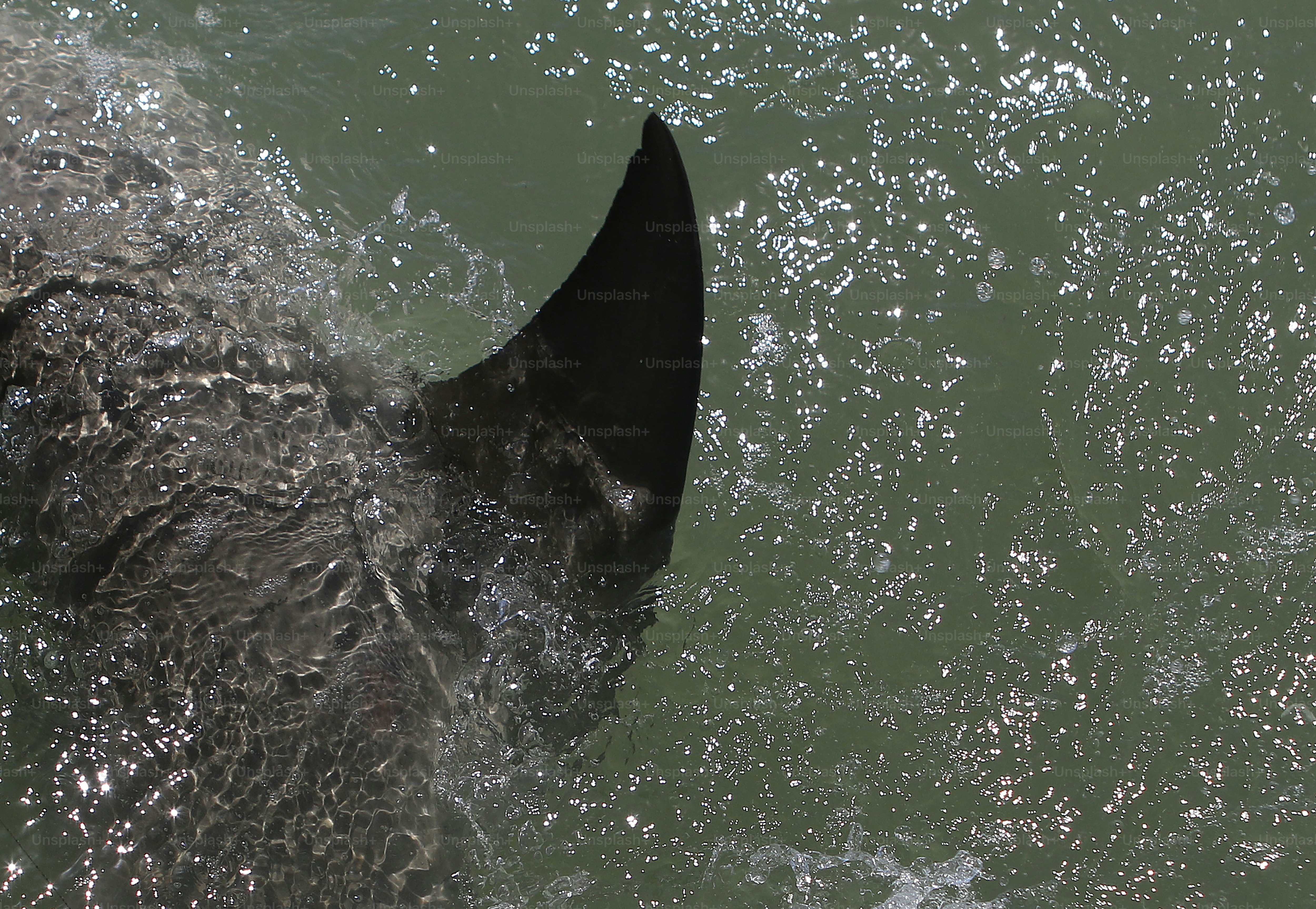 水中の鳥の接写