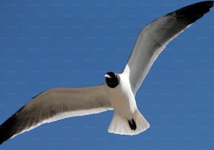 ein weißer und schwarzer Vogel, der durch einen blauen Himmel fliegt