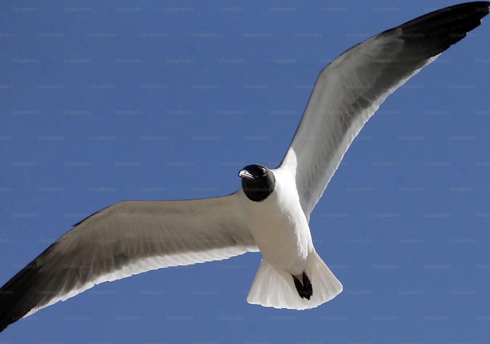 a white and black bird flying through a blue sky