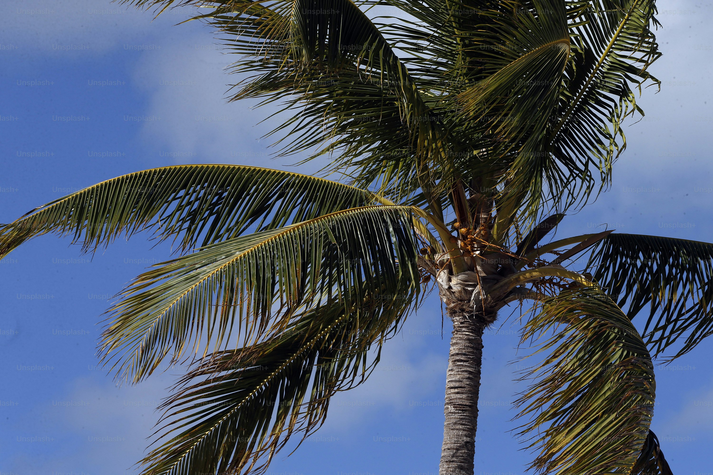 푸른 하늘을 배경으로 한 야자수