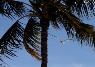 ein Vogel, der über eine Palme mit blauem Himmel im Hintergrund fliegt