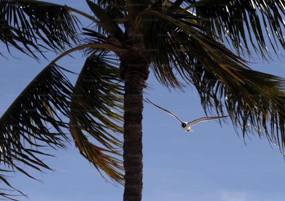 a bird flying over a palm tree with a blue sky in the background