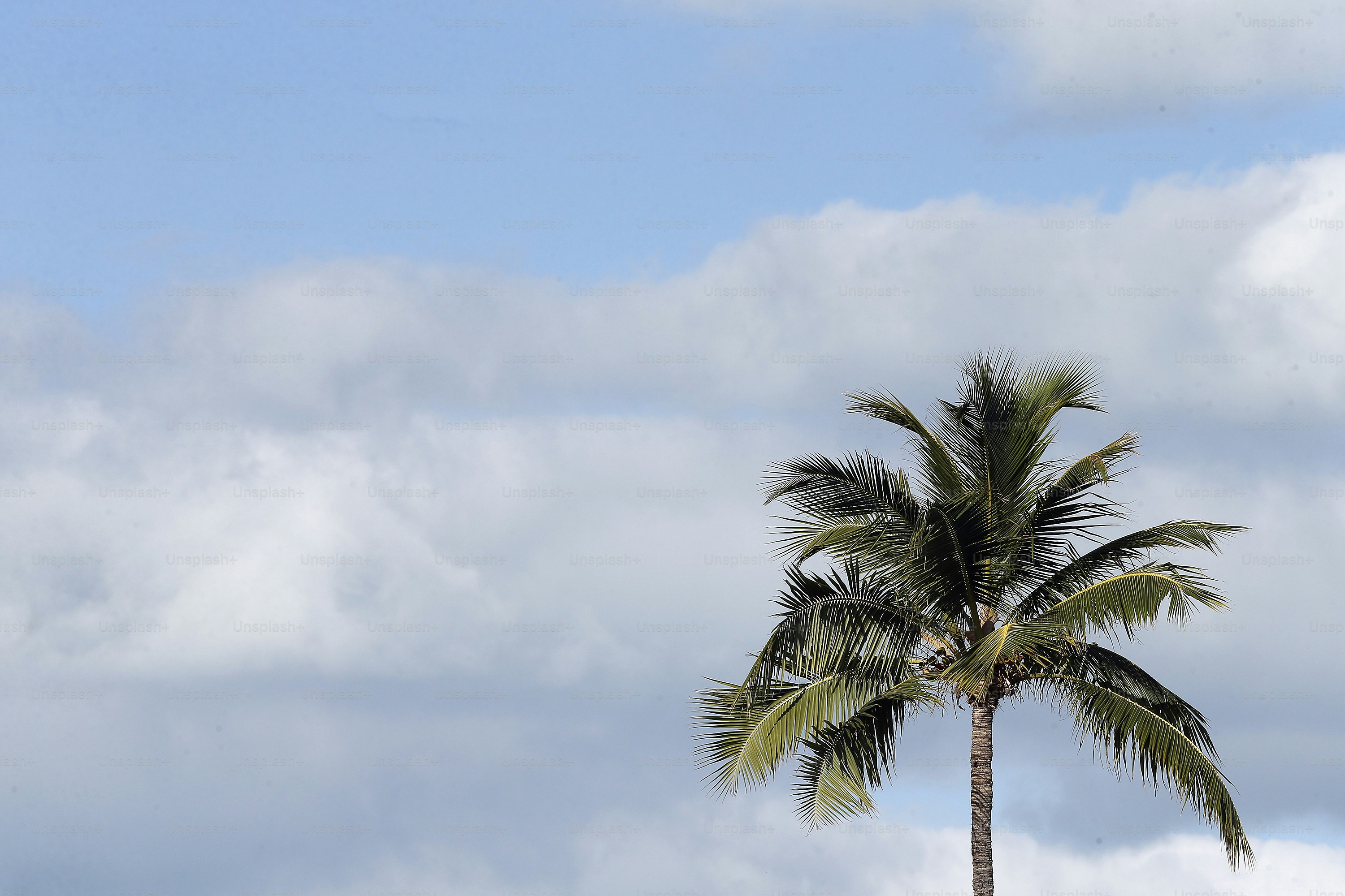 a palm tree with a blue sky in the background