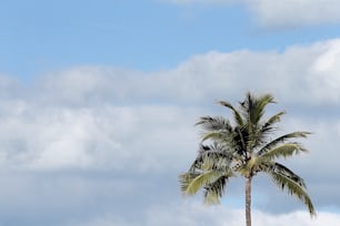 a palm tree with a blue sky in the background