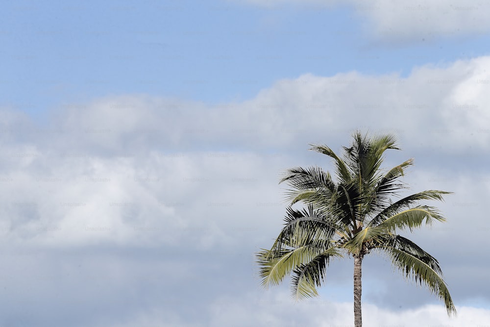 un palmier avec un ciel bleu en arrière-plan